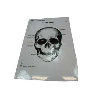ICS Form Finders Bones of the Head Transparency See Through 53600 Skull